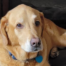 Simon