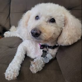 Lilly