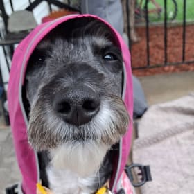 Charlie Girl