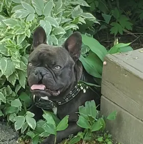 Yoda