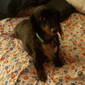 Delilah