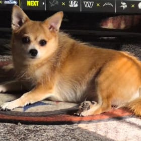 Gracie