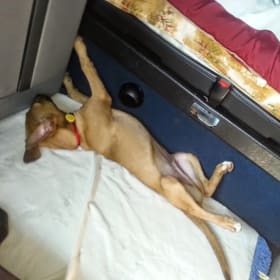Dingo