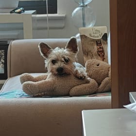 Bebe