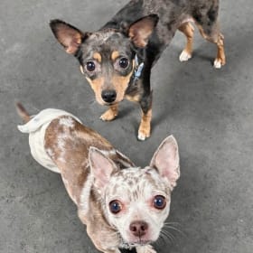 Luigi and Clover