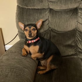 Daisy