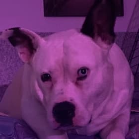 Koa