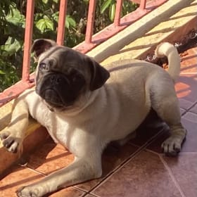 Fifi