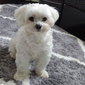 Romeo