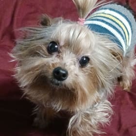 Little Jack