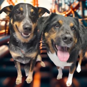 Rango and Roxie