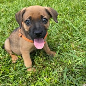 Milo