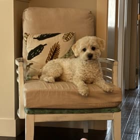 Sir Alfalfa Von Strudle aka Tijuana Terror
