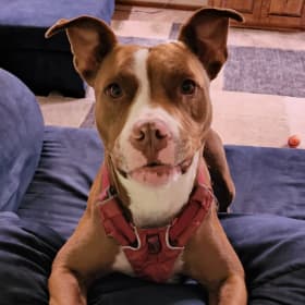 Sammy