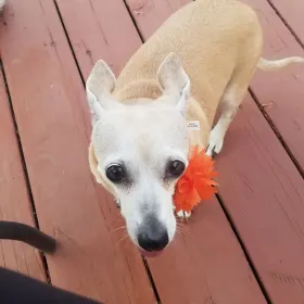 Millie
