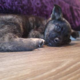 Freya