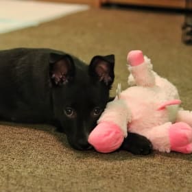 Arya