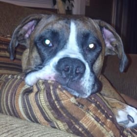 Duke