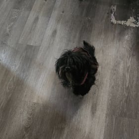 Shadow
