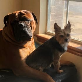 Kirby and Maddie the Munchkie