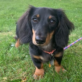 Daphne