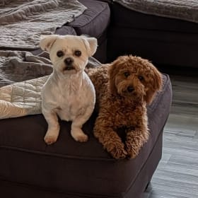Snickers Cody Lizzie