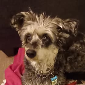 Rascal