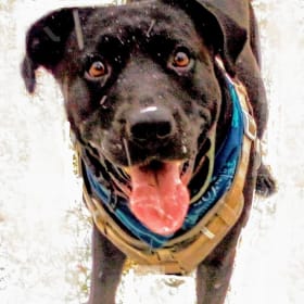 Kona