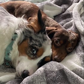 Ollie and Blue