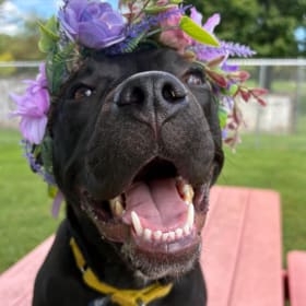 Daisy Mae