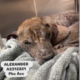 Alexander
