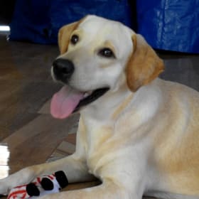 Zuki