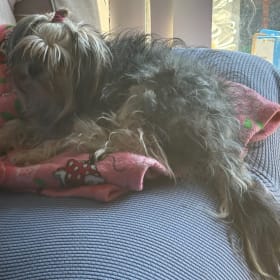Daisy