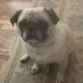 Bernie