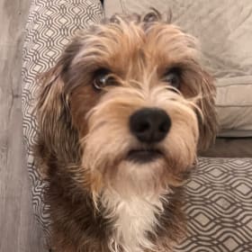 Wally