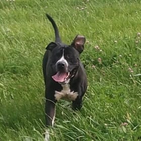 Big Boy