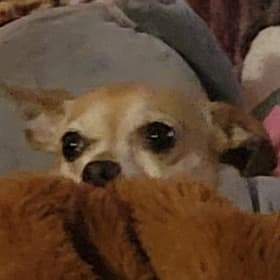 Mitzi