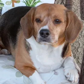 Rufus