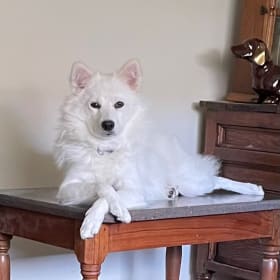 Ted the Dog