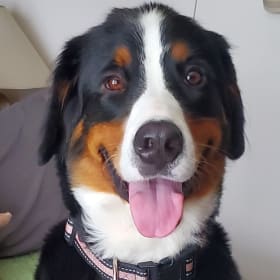 Sadie