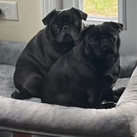 Rocco - Lucca