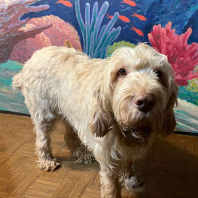 Rufus
