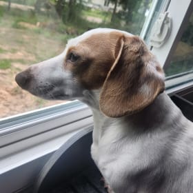 Snoopy