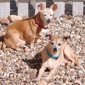 Trixie and Scamp