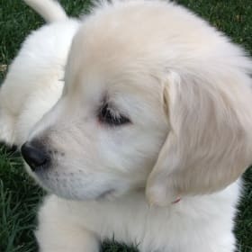 Mioo