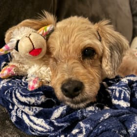 Daisy