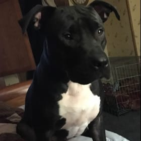 Bo