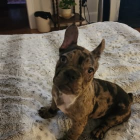 BB aka Bonnie Blue Bells