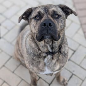 Taz