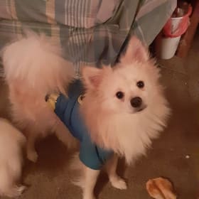 Toby